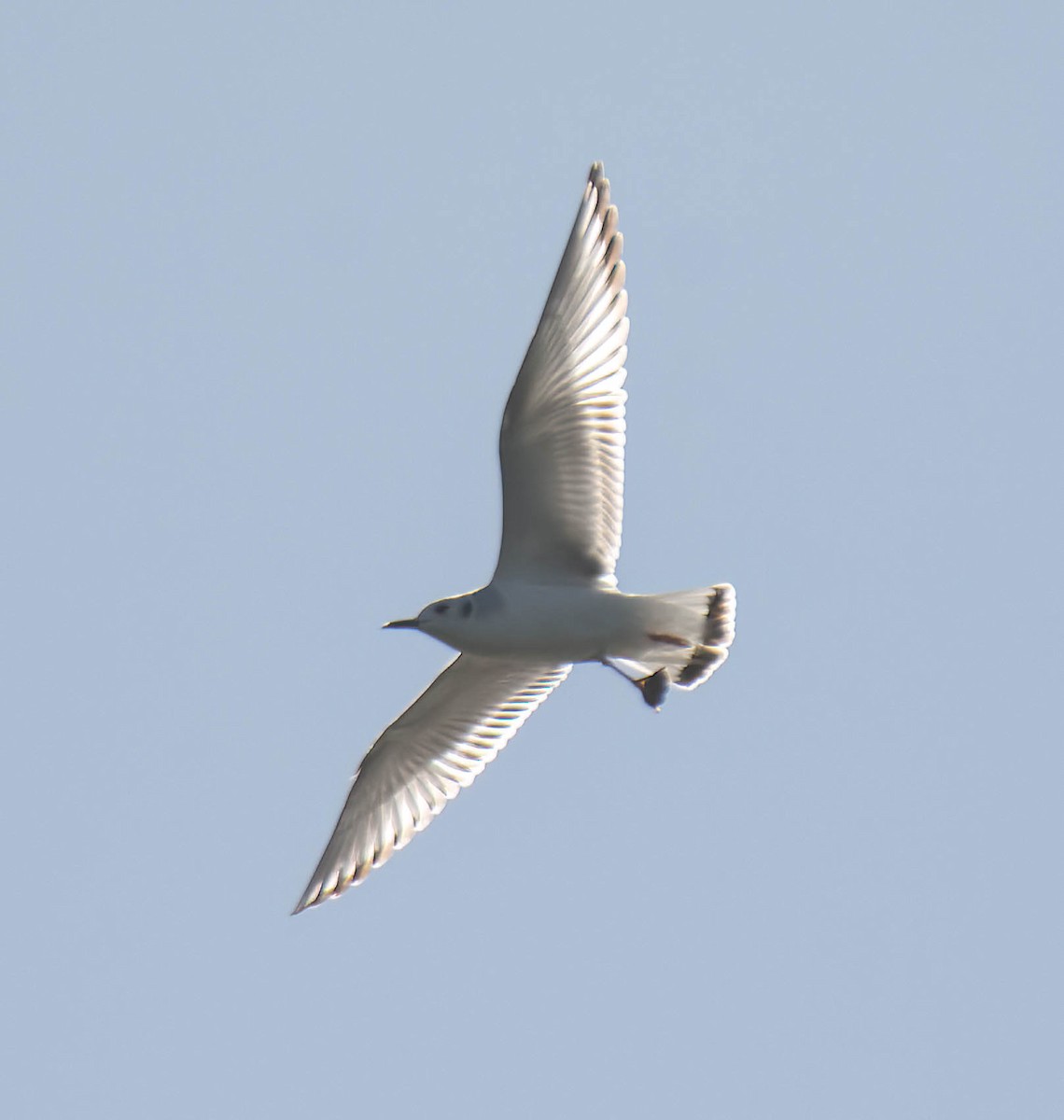 Bonaparte's Gull - ML645754259