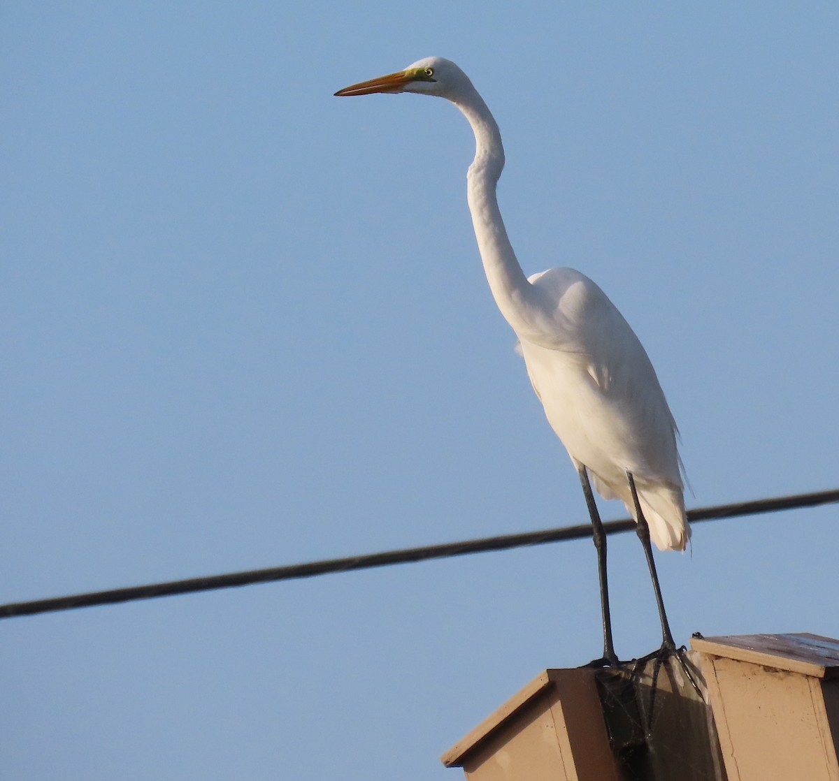 Great Egret - ML645754261