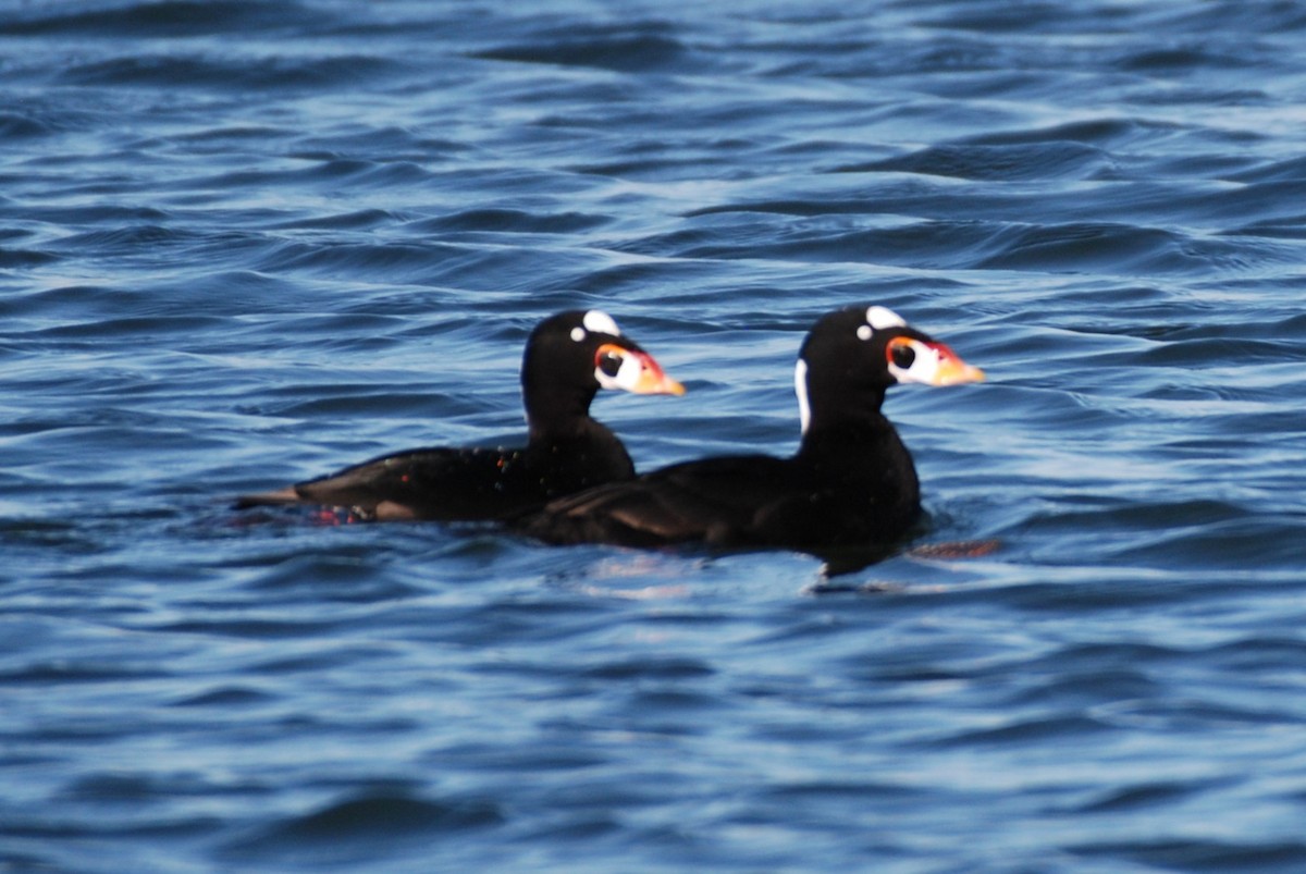 Surf Scoter - ML645754262