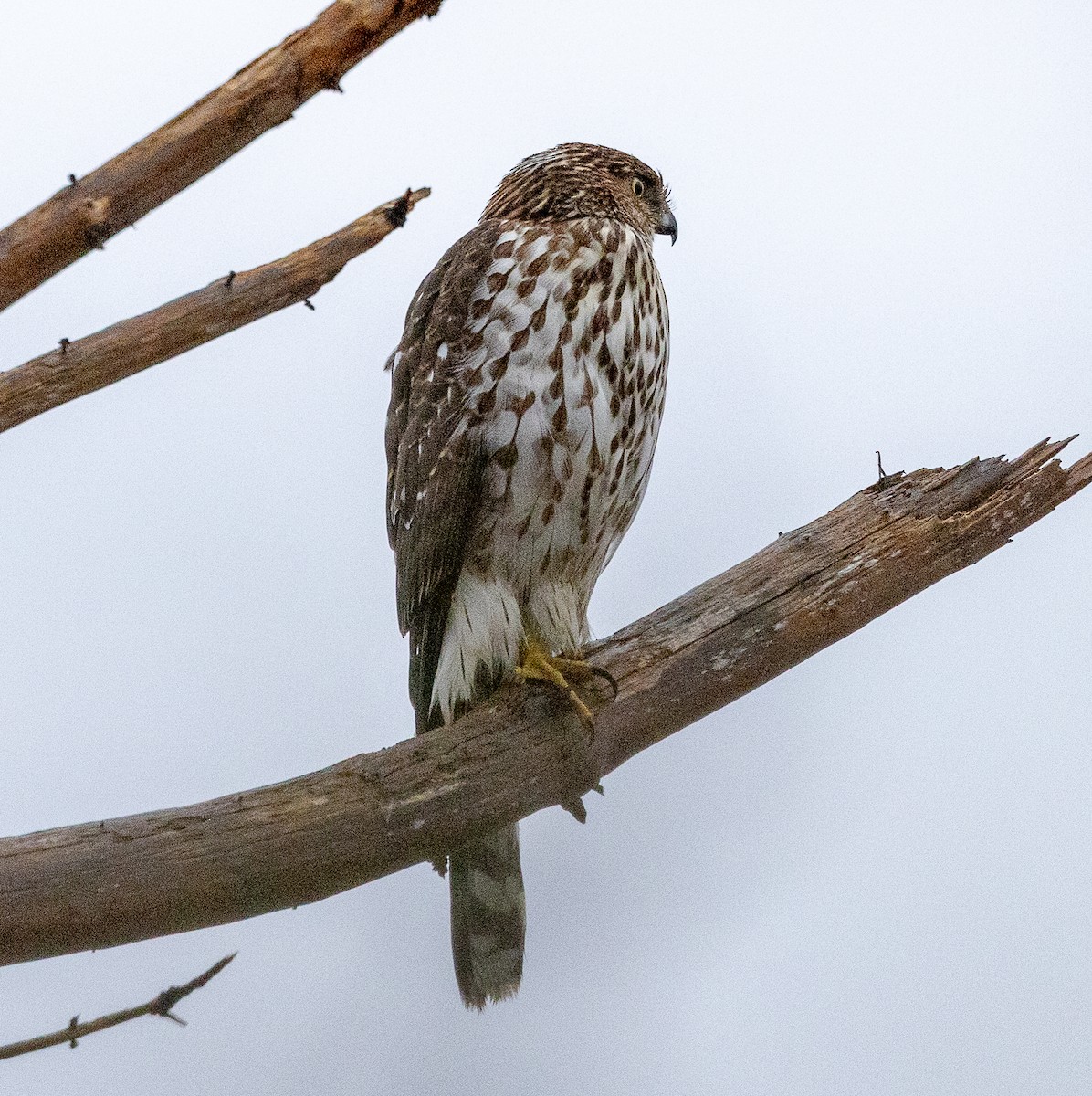 Cooper's Hawk - ML645754263