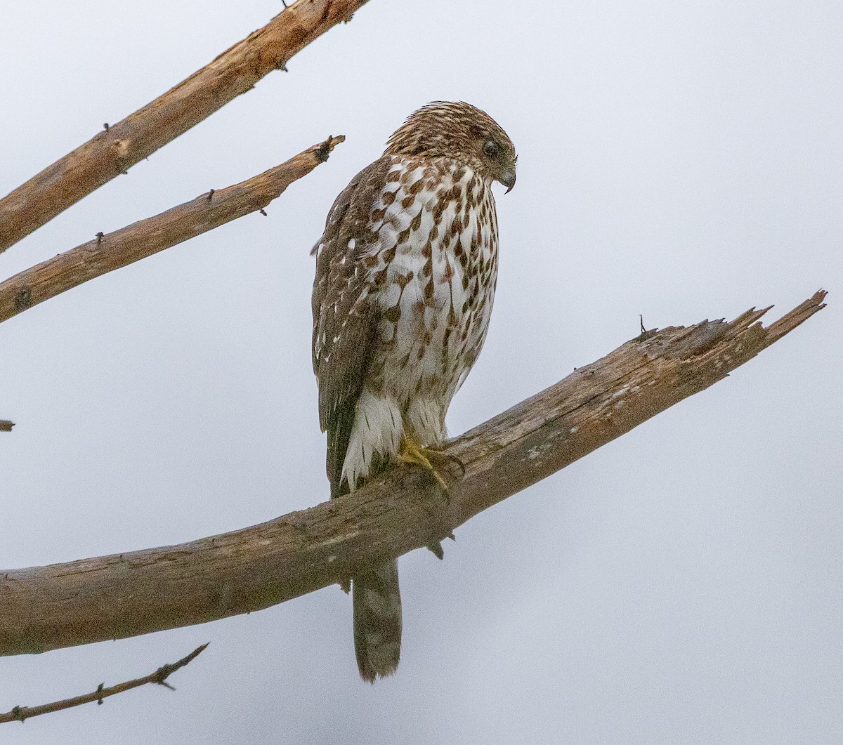 Cooper's Hawk - ML645754264