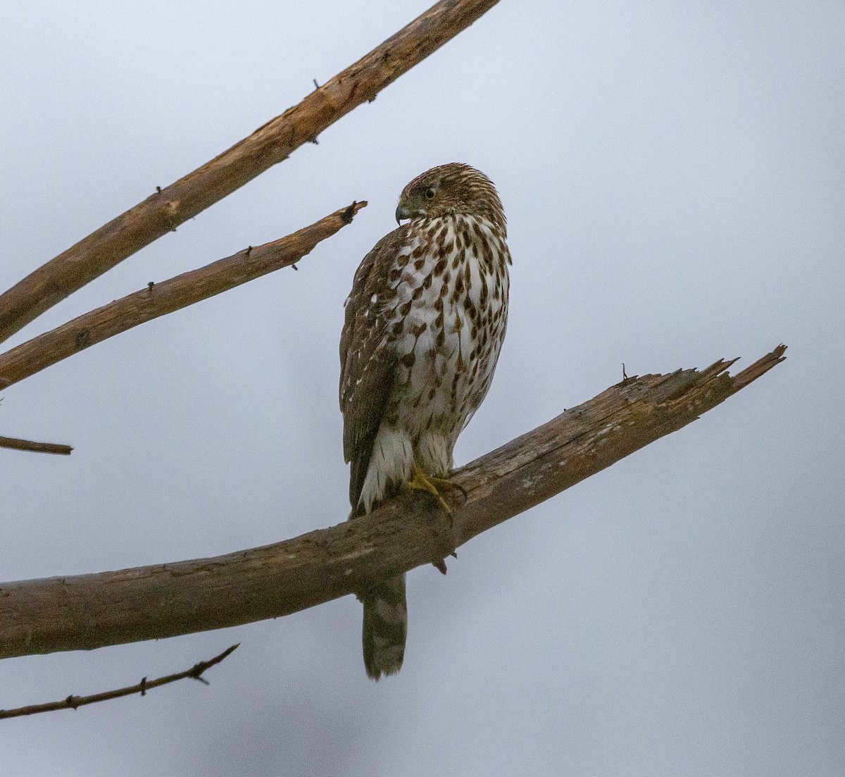 Cooper's Hawk - ML645754265