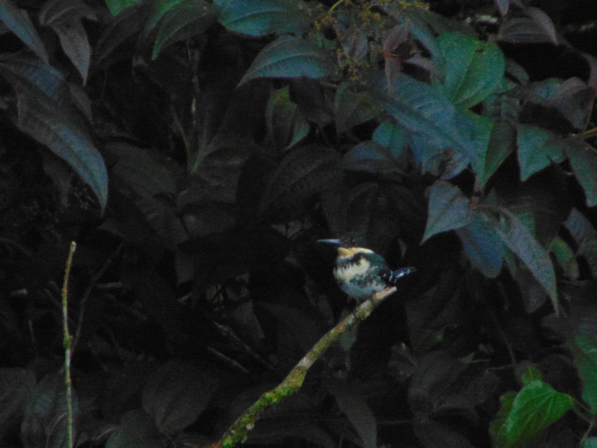 Green Kingfisher - ML645754267