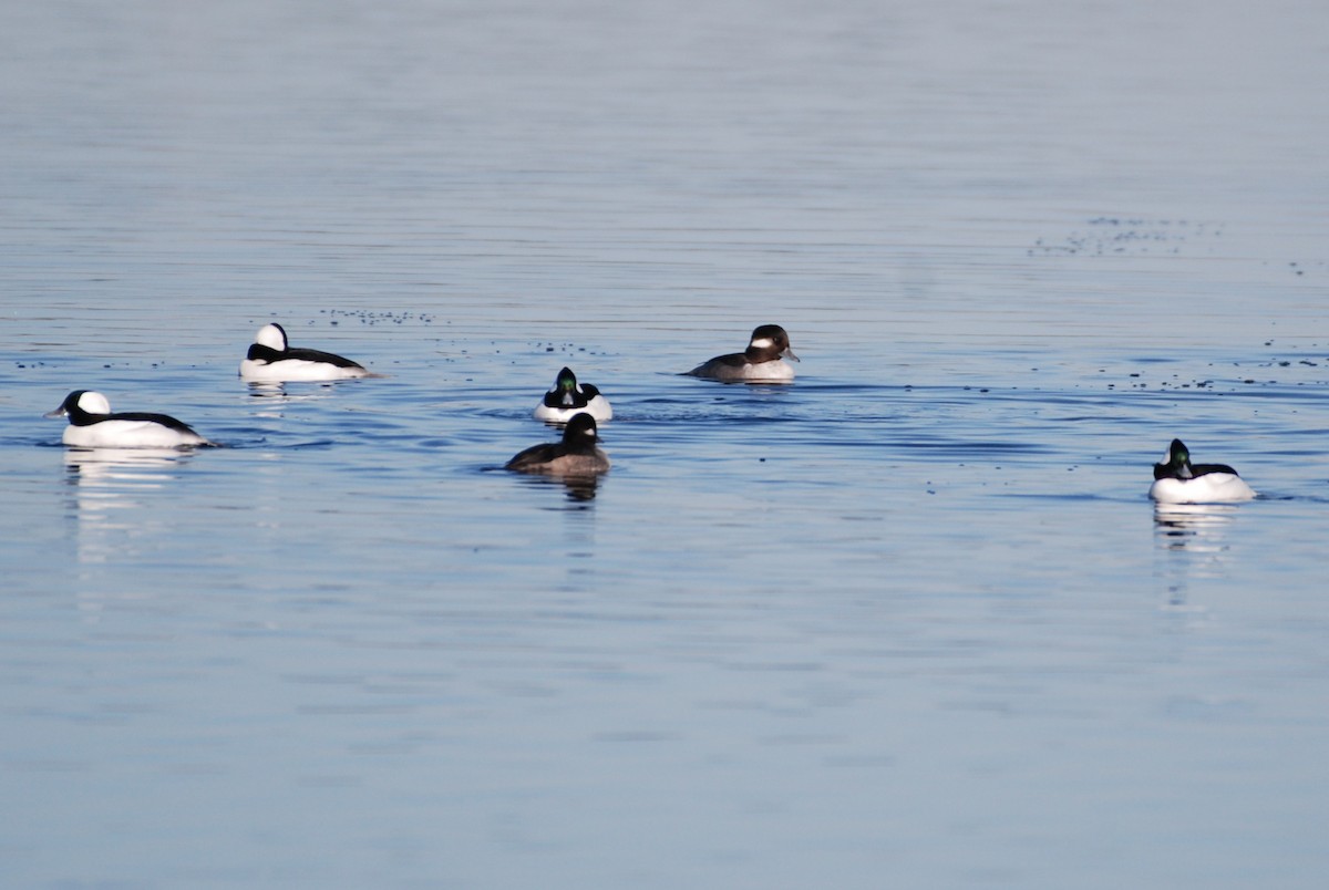 Bufflehead - ML645754268