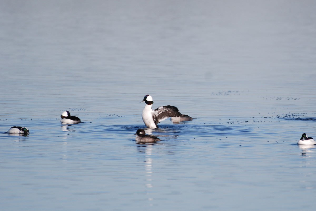 Bufflehead - ML645754269
