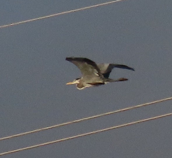 Great Blue Heron - ML645754270