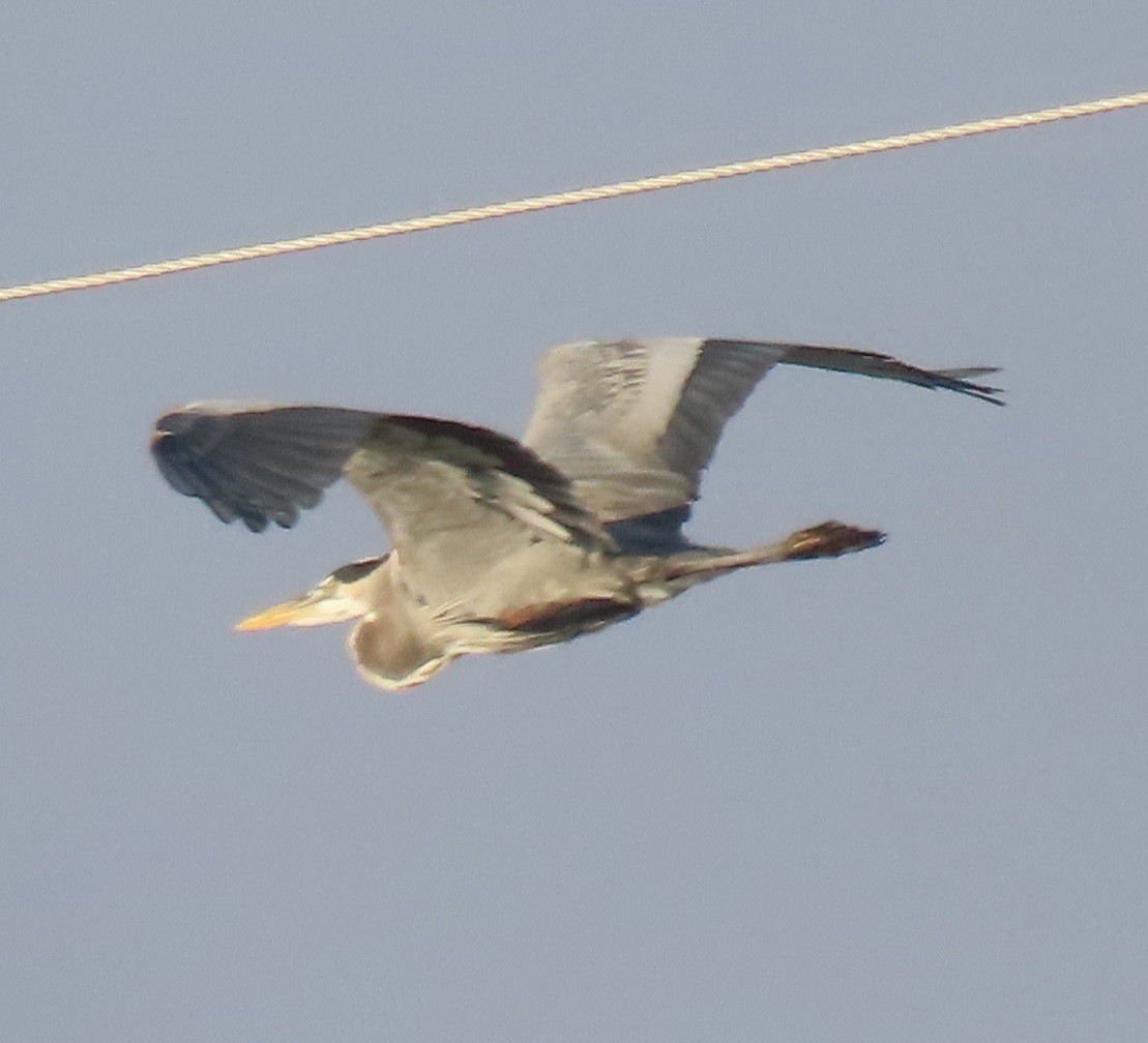 Great Blue Heron - ML645754271