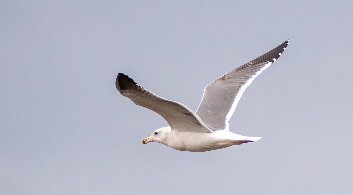 Western Gull - ML645754273