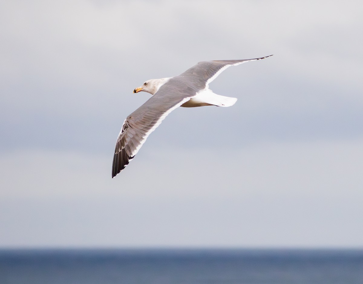 Western Gull - ML645754274