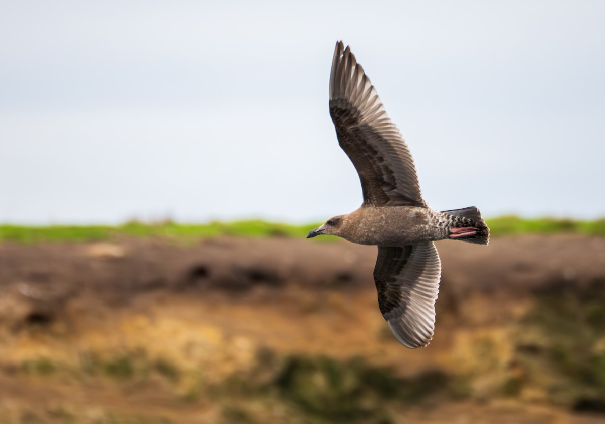 Western Gull - ML645754275