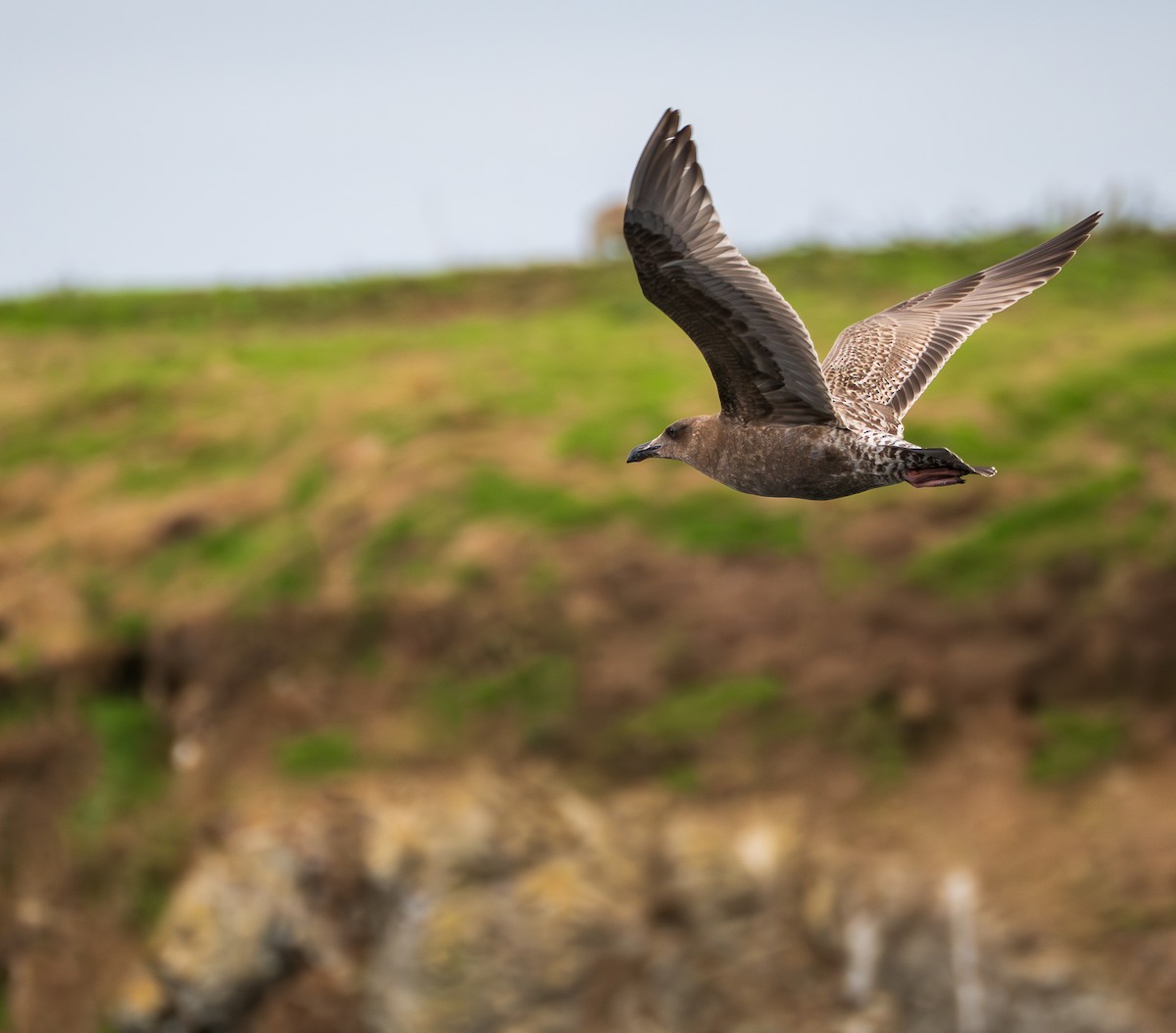 Western Gull - ML645754276