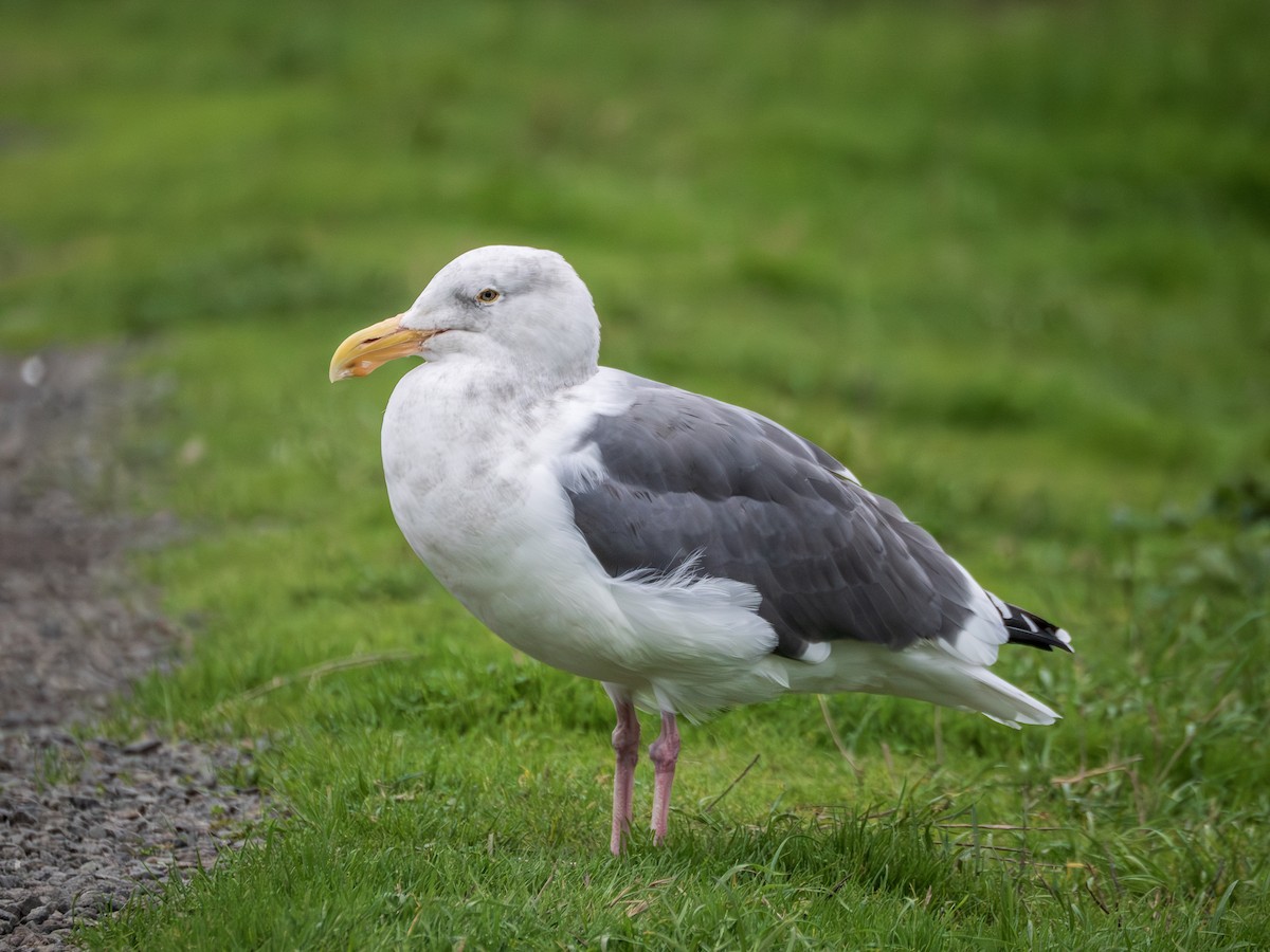 Western Gull - ML645754277