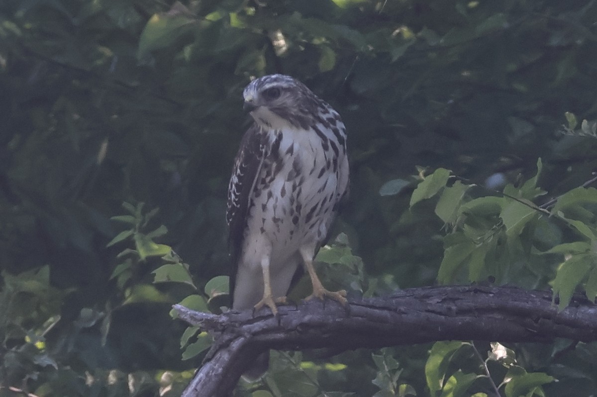 Broad-winged Hawk - ML645754278