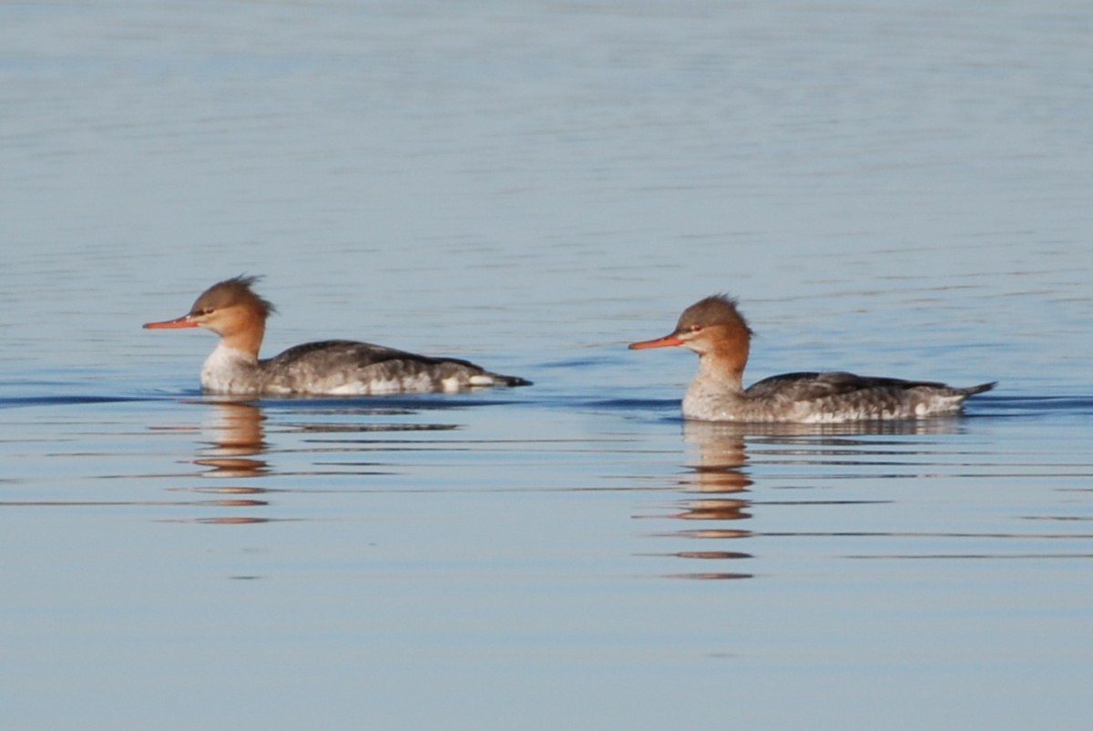 Red-breasted Merganser - ML645754279