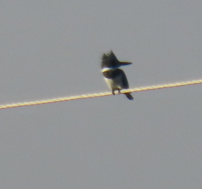 Belted Kingfisher - ML645754281