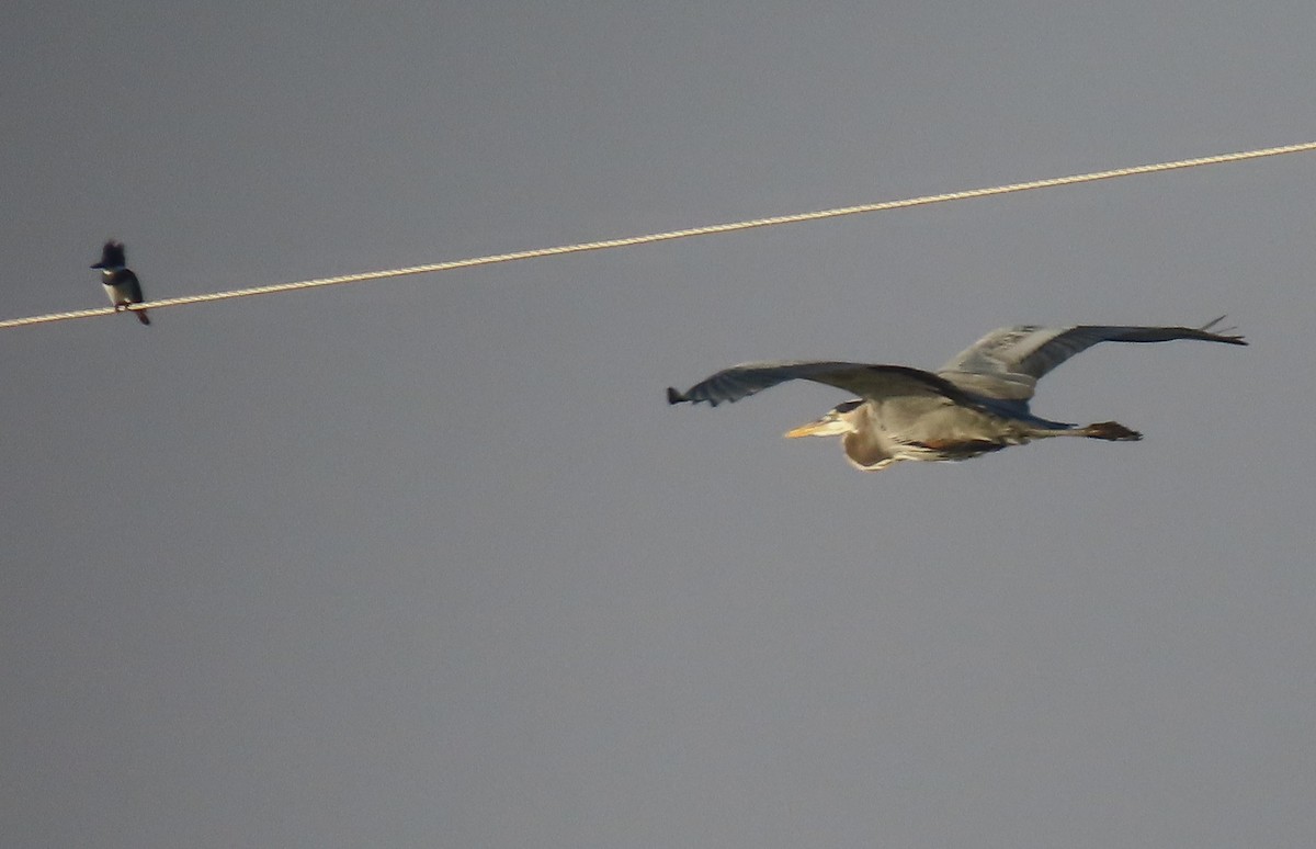 Belted Kingfisher - ML645754282