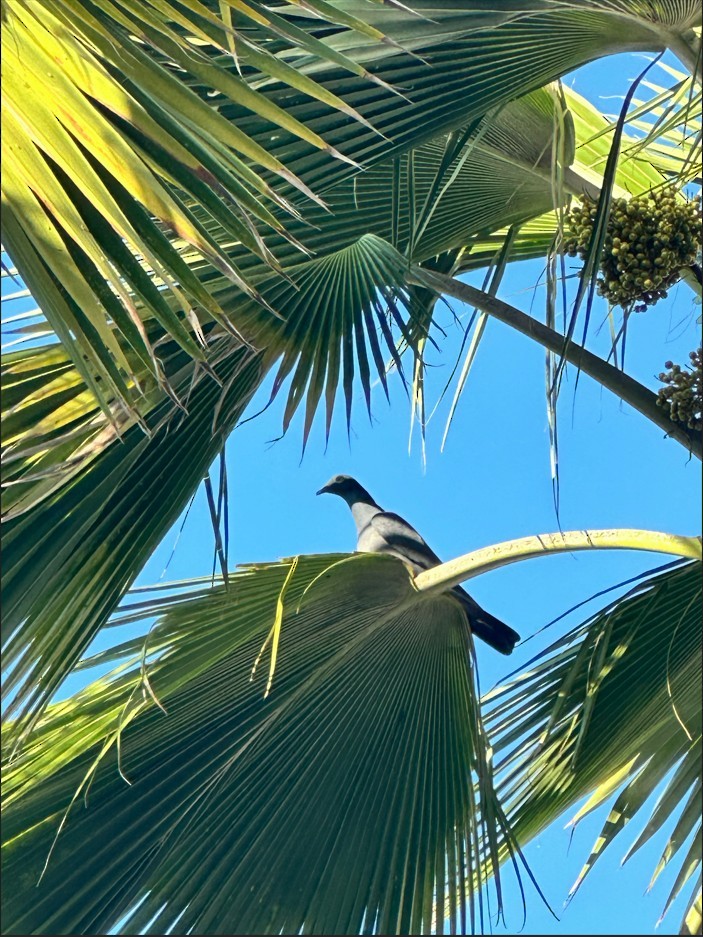 White-crowned Pigeon - ML645754283