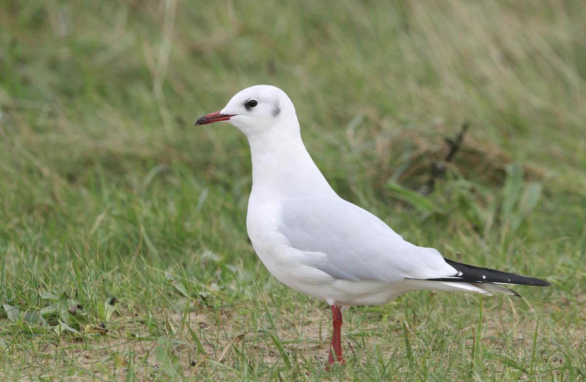 紅嘴鷗 - ML645754290