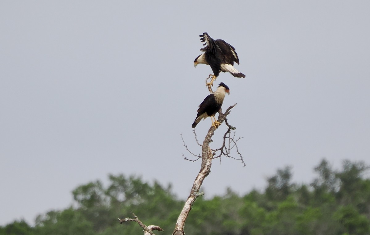Crested Caracara - ML645754294