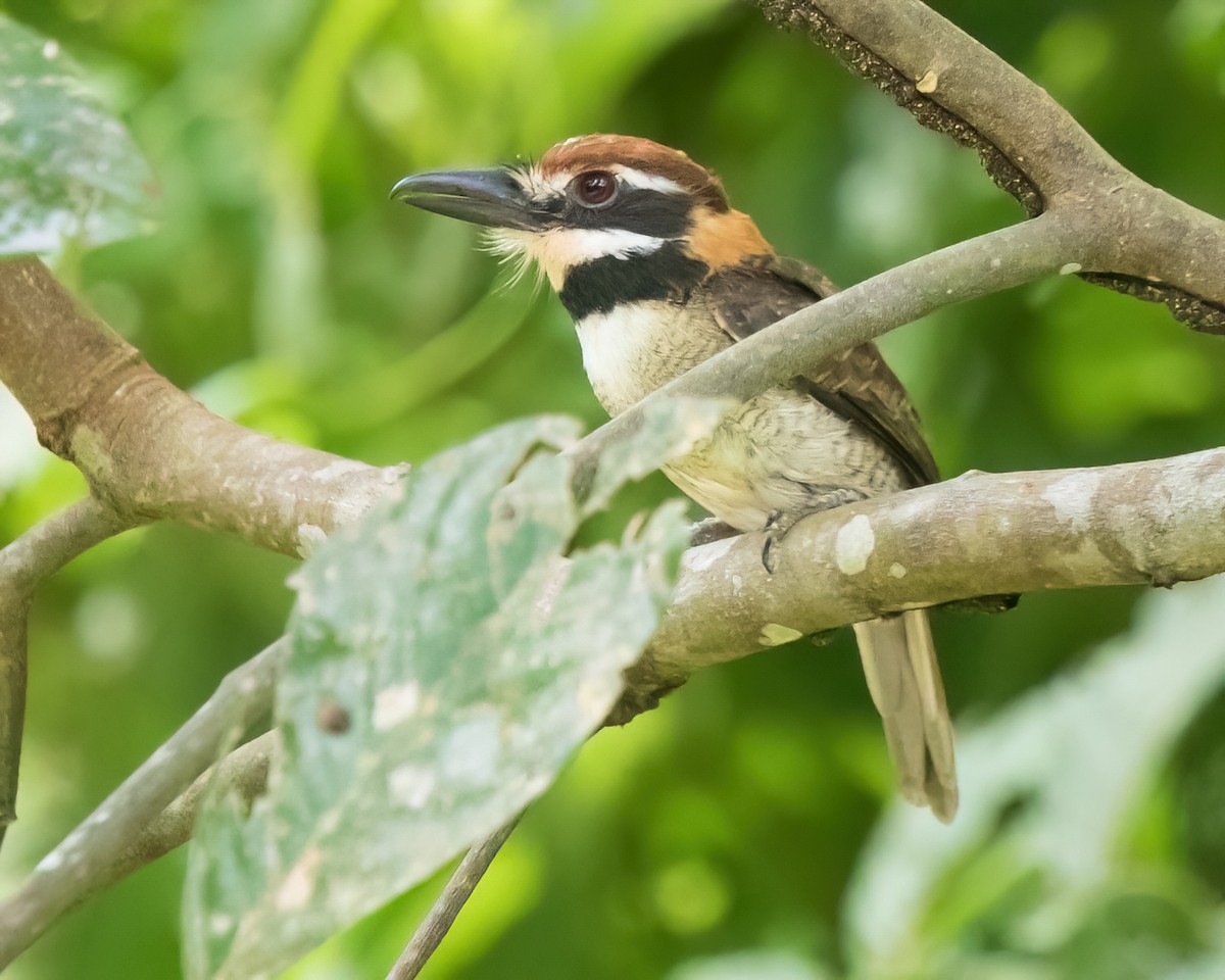 Chestnut-capped Puffbird - ML645754295