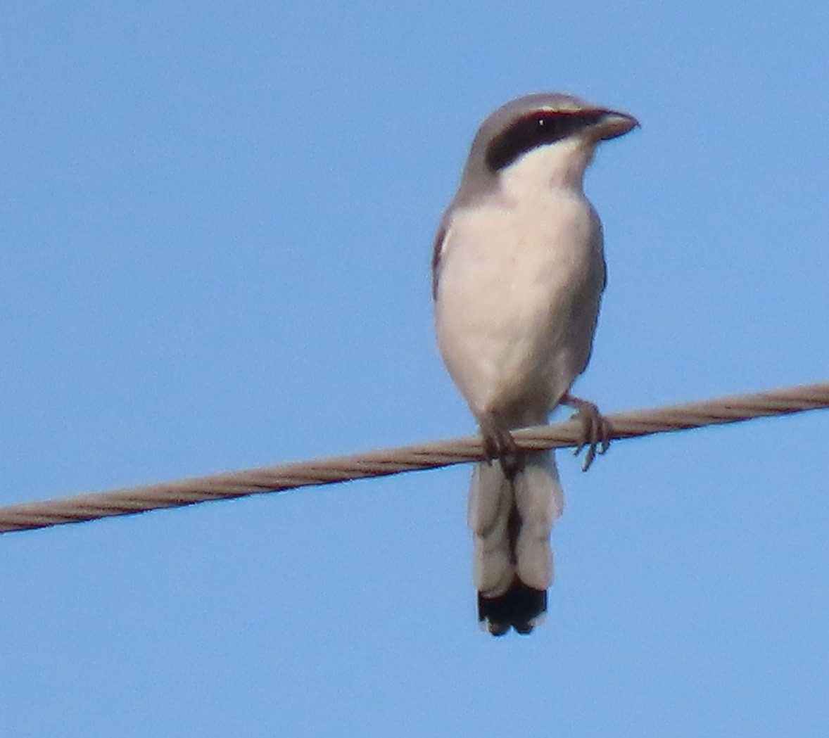Loggerhead Shrike - ML645754296