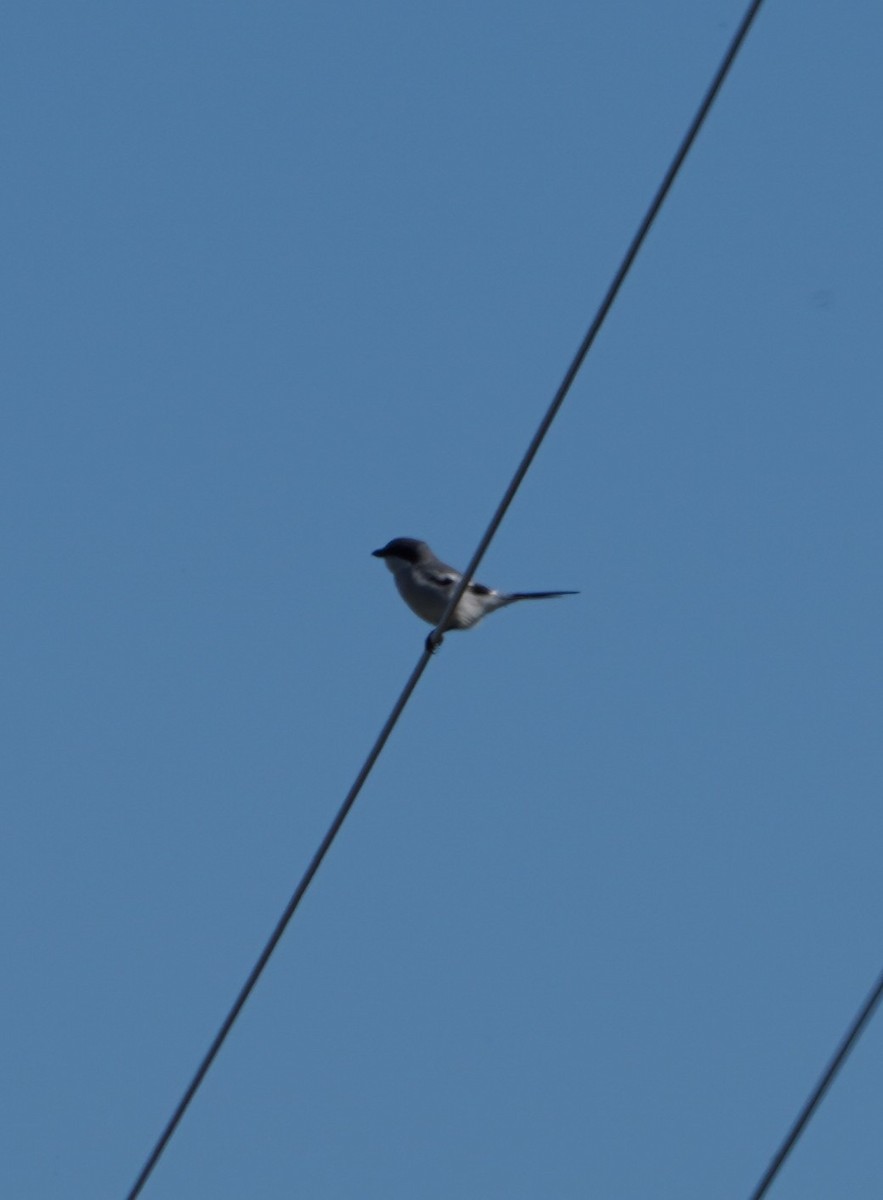 Loggerhead Shrike - ML645754297
