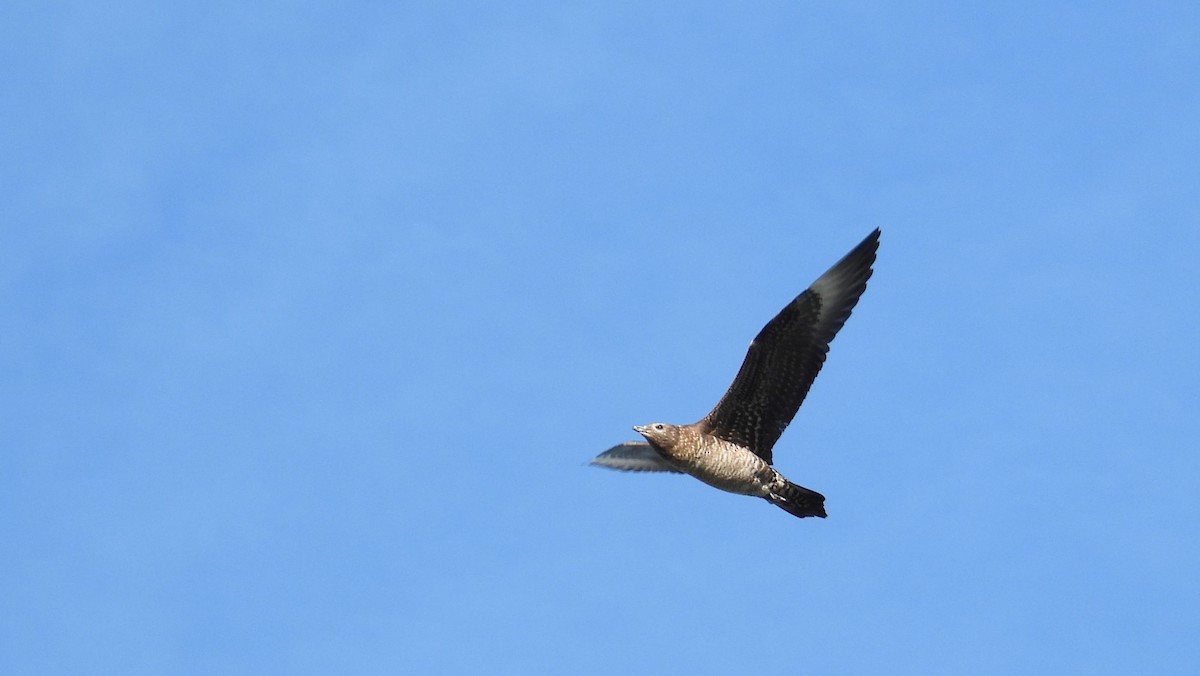 chaluha příživná - ML645754298