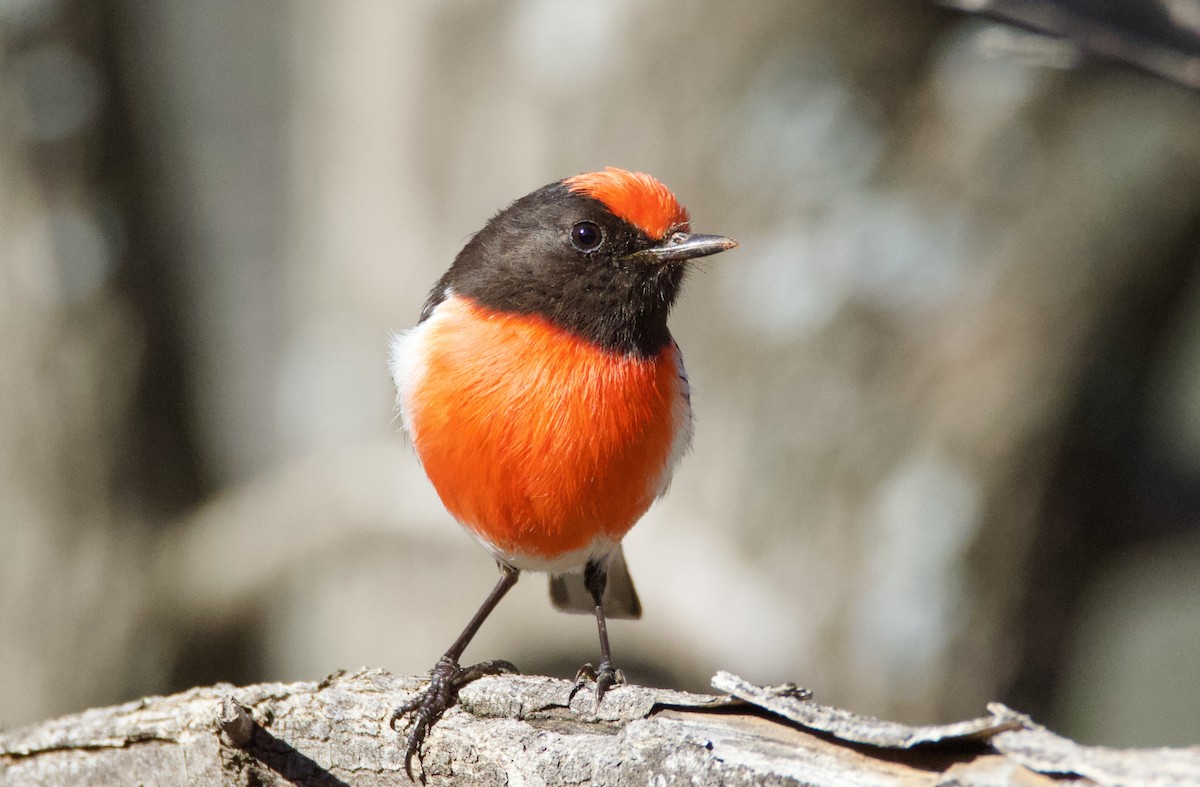 アカビタイサンショクヒタキ - ML645754299