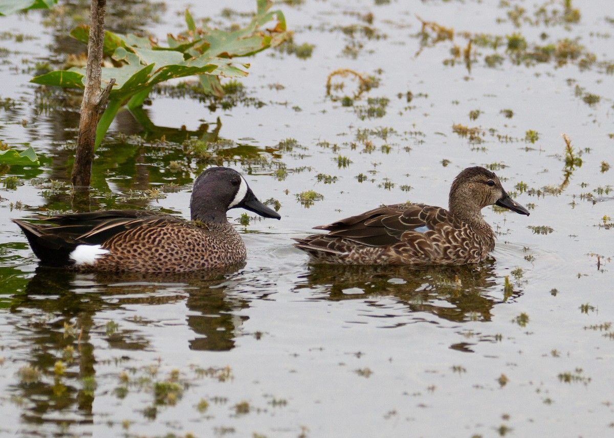 Blue-winged Teal - ML645754301