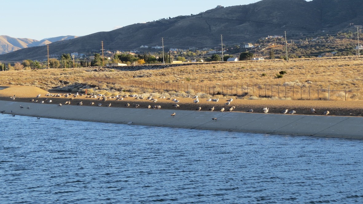 чайка sp. - ML645754303