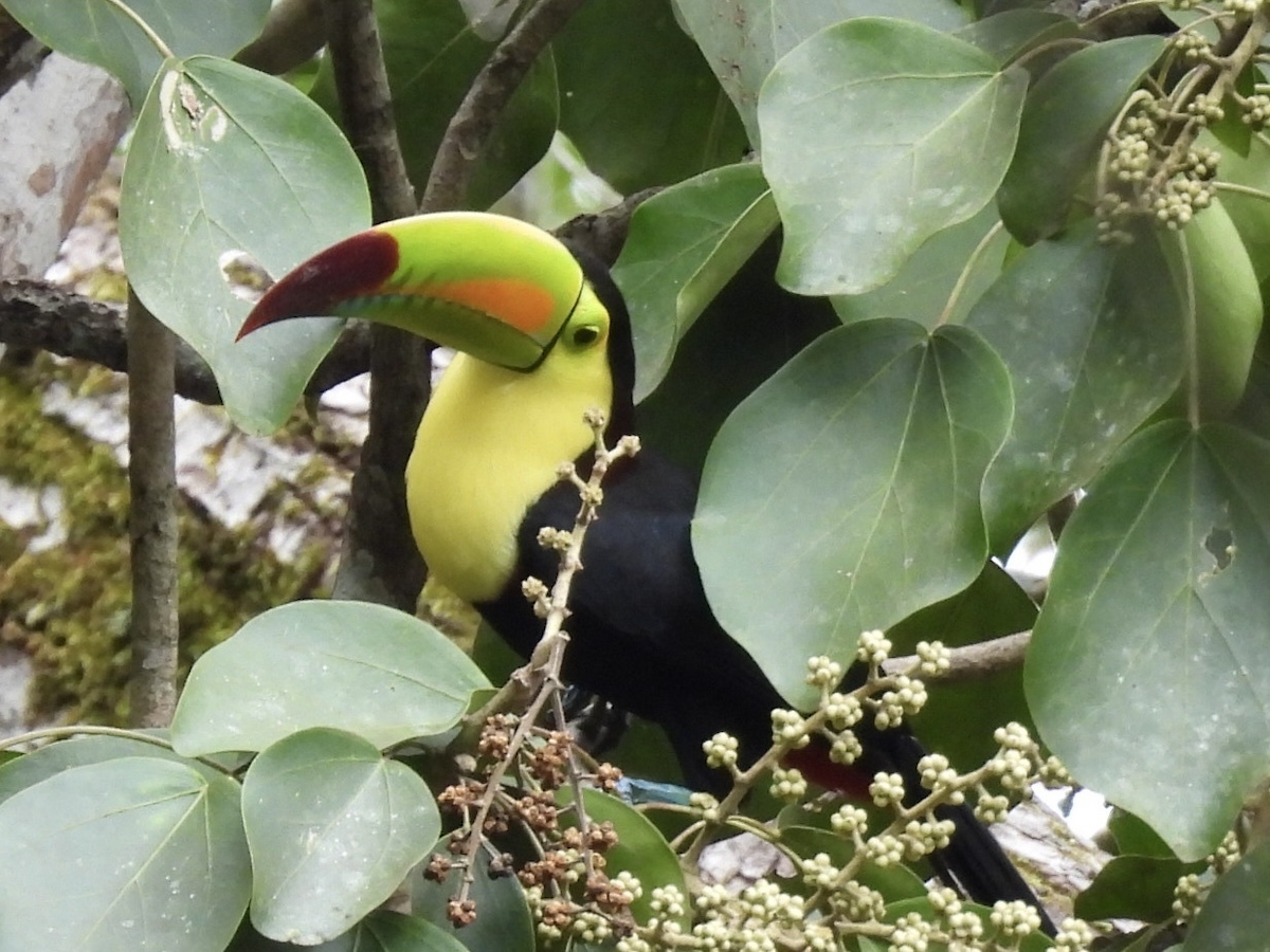 Радужный тукан - ML645754308