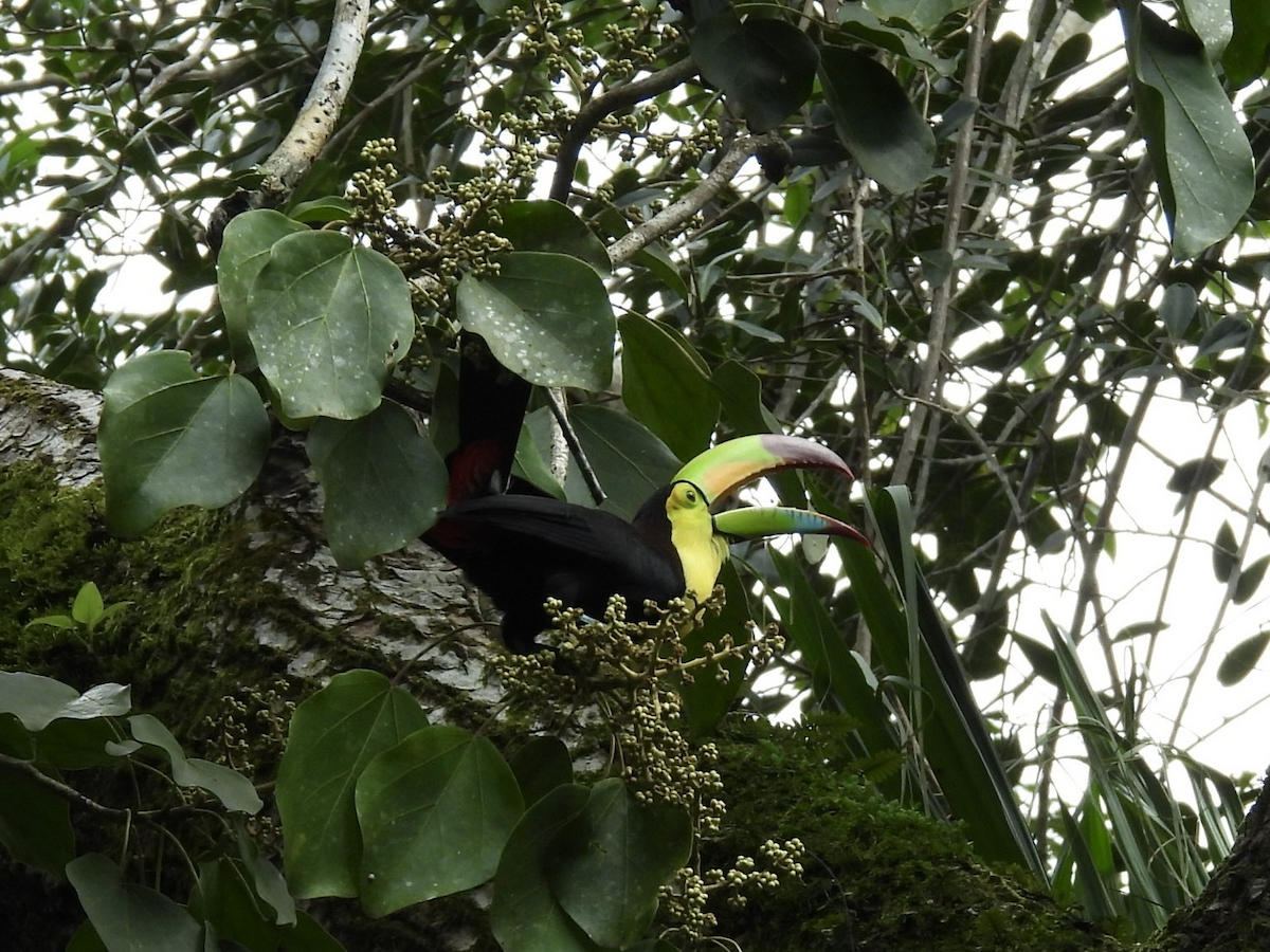 Радужный тукан - ML645754309