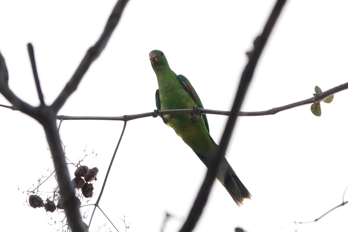 Olive-shouldered Parrot - ML645754312