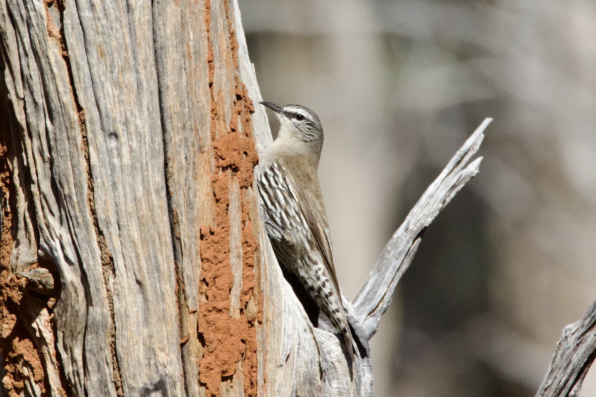 マミジロキノボリ - ML645754313