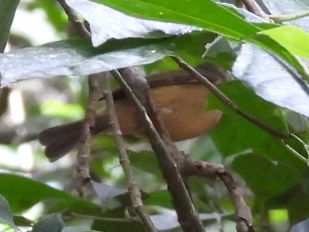 Pipromorphe roussâtre - ML645754317