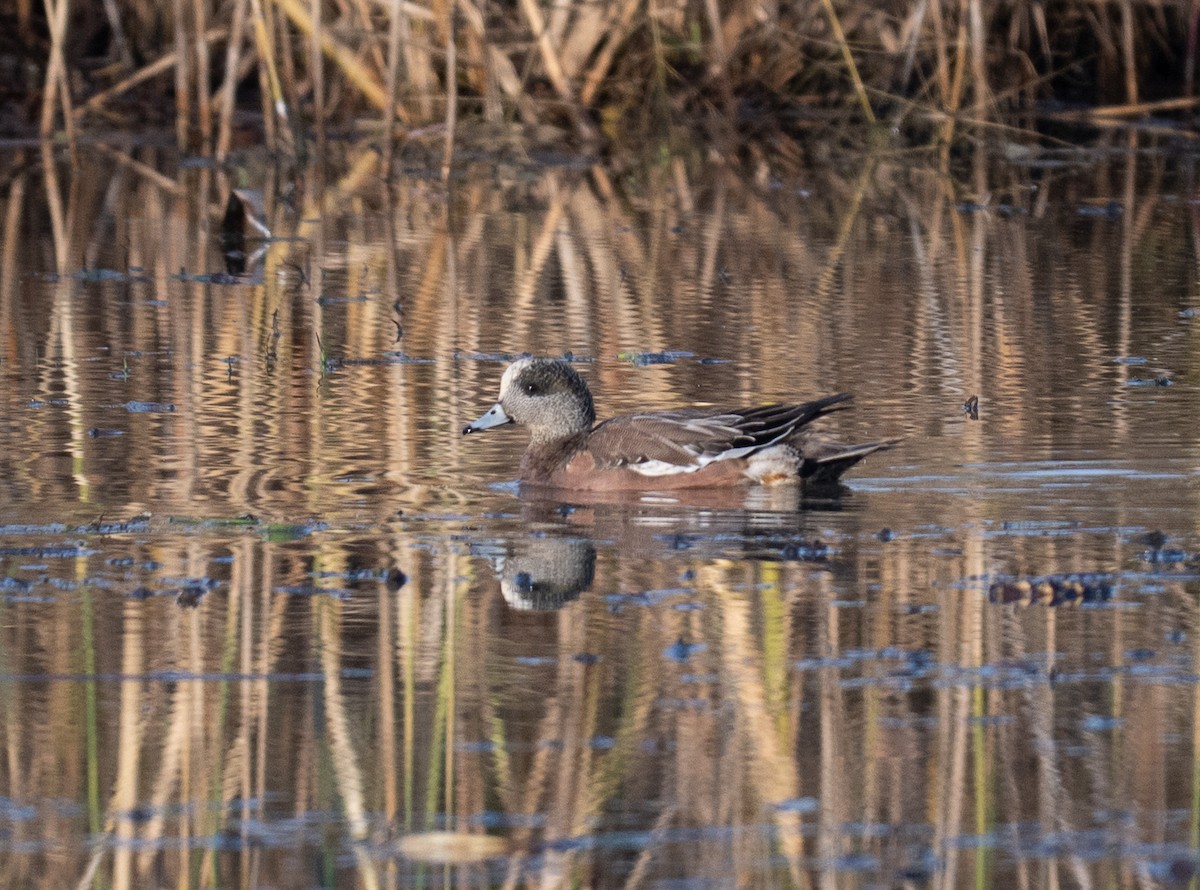 American Wigeon - ML645754321