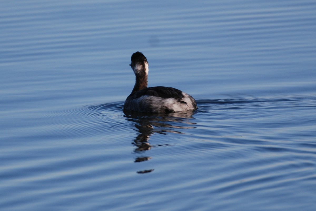 Eared Grebe - ML645754322
