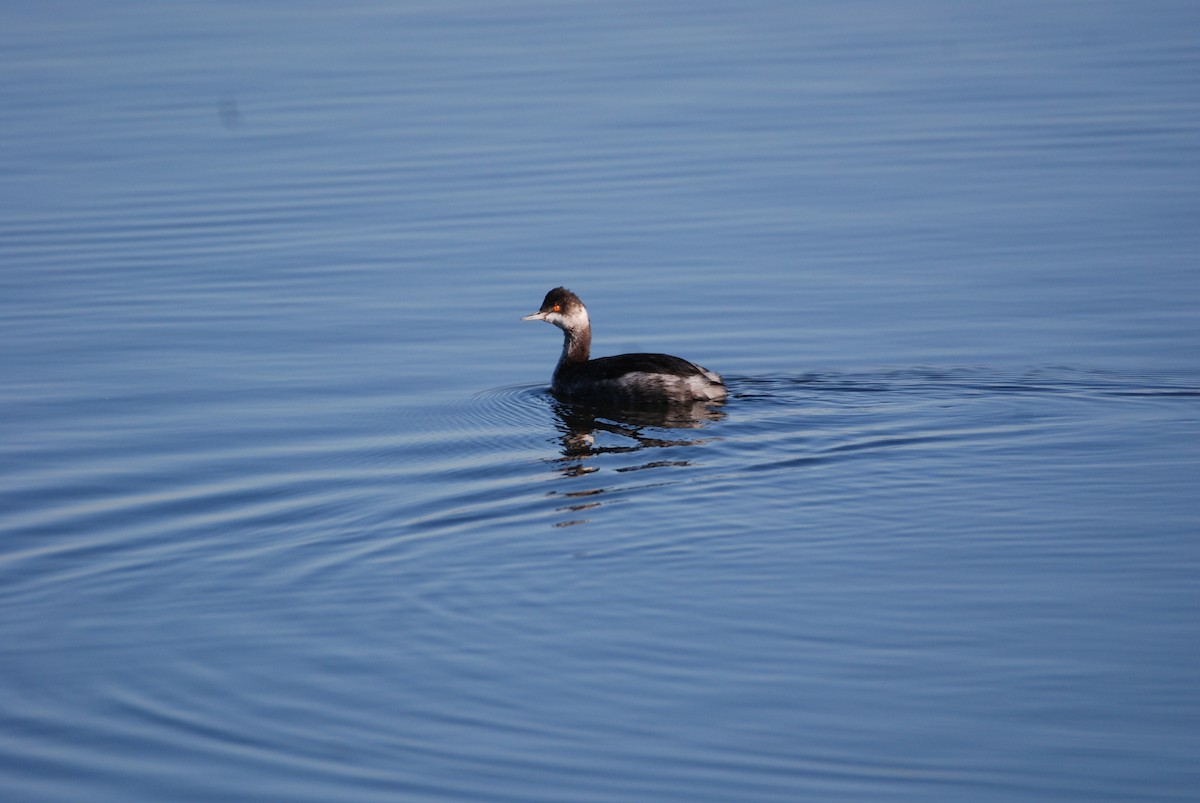 Eared Grebe - ML645754323