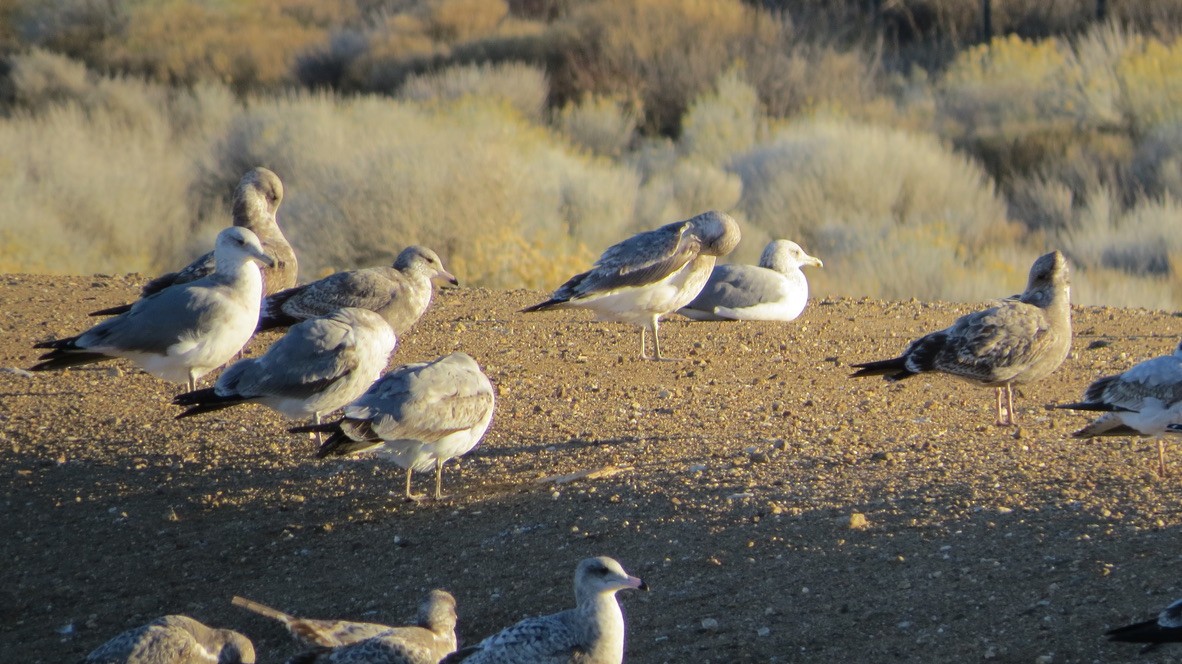 чайка sp. - ML645754324