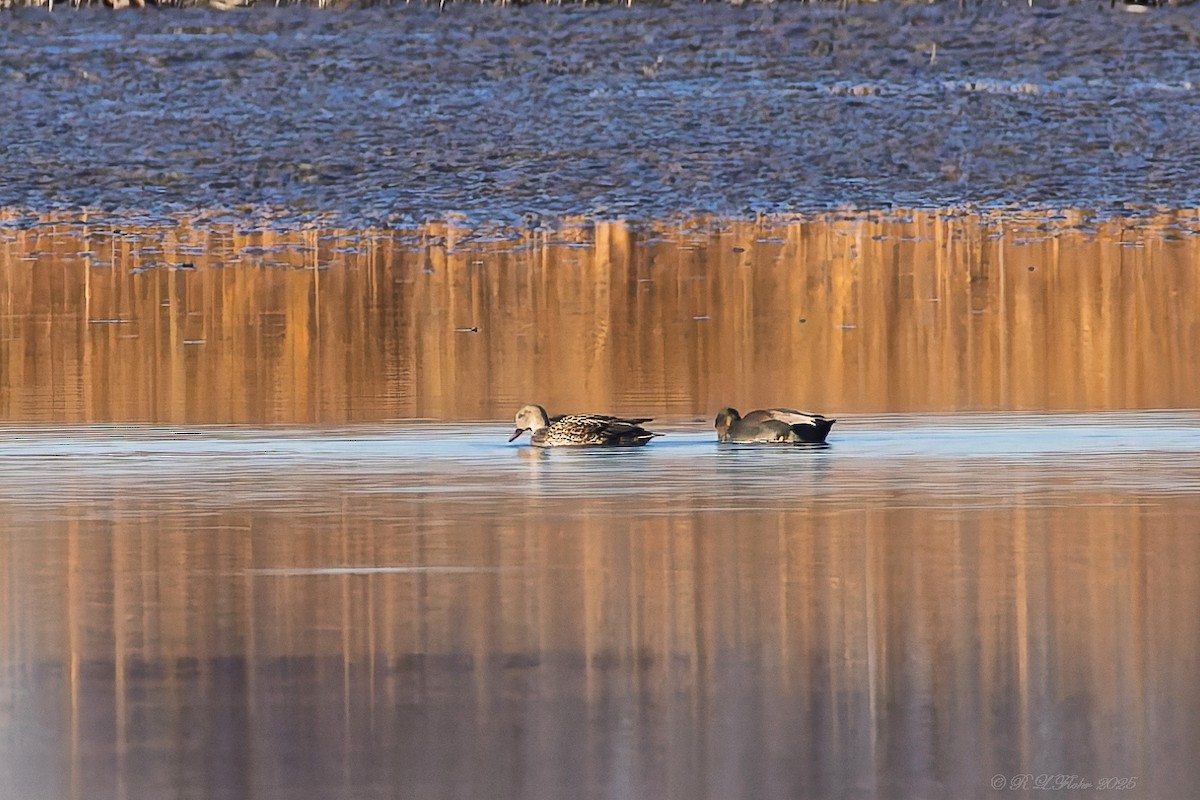 Серая утка - ML645754325