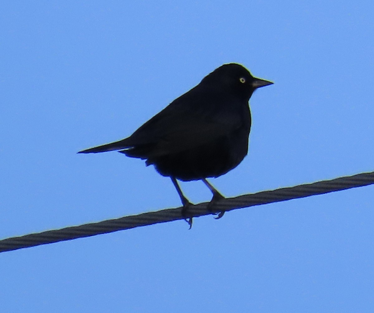 Quiscale de Brewer - ML645754326