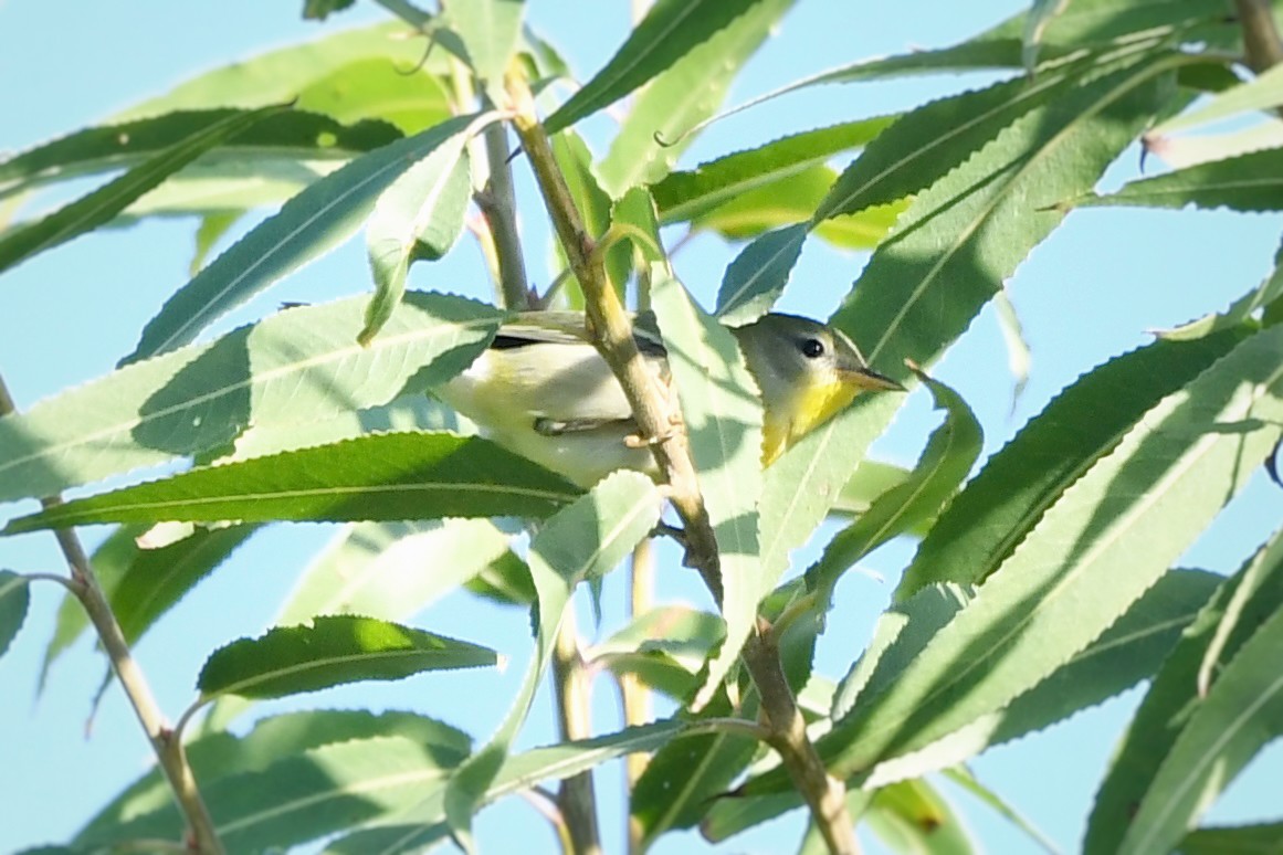 Northern Parula - ML645754327