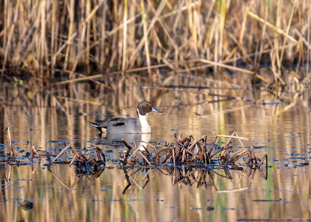Northern Pintail - ML645754329