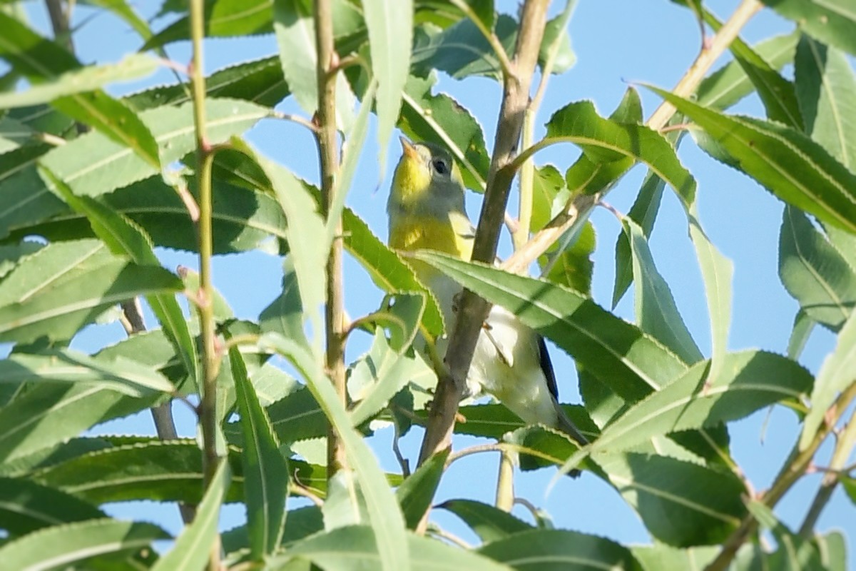 Northern Parula - ML645754330