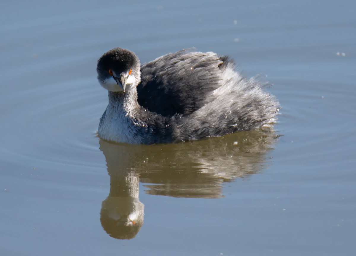 Eared Grebe - ML645754333