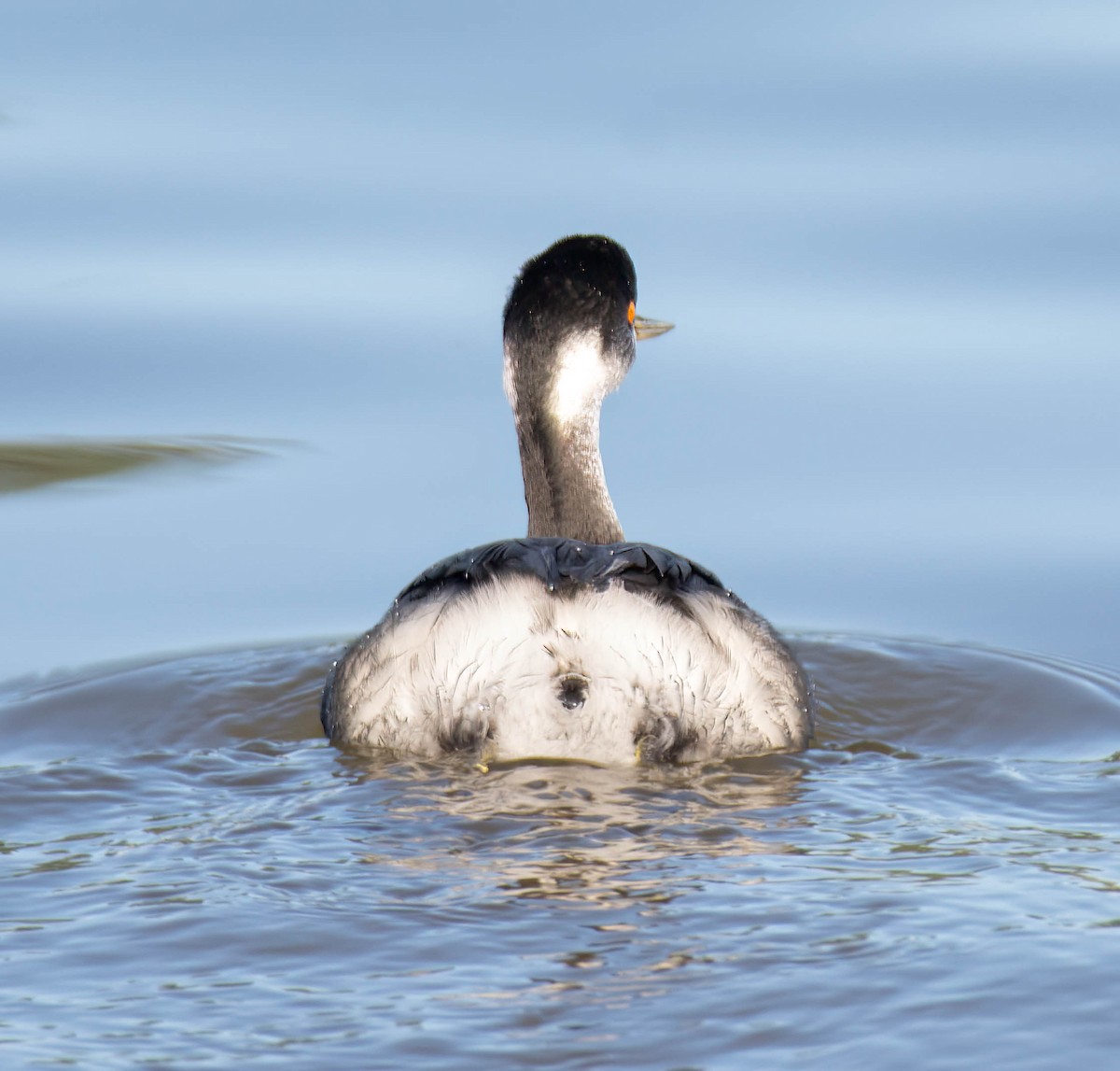 Eared Grebe - ML645754334