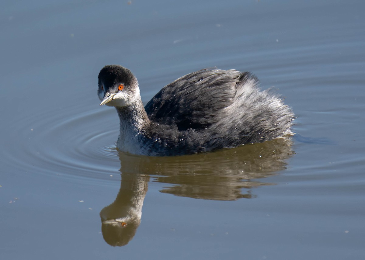 Eared Grebe - ML645754335