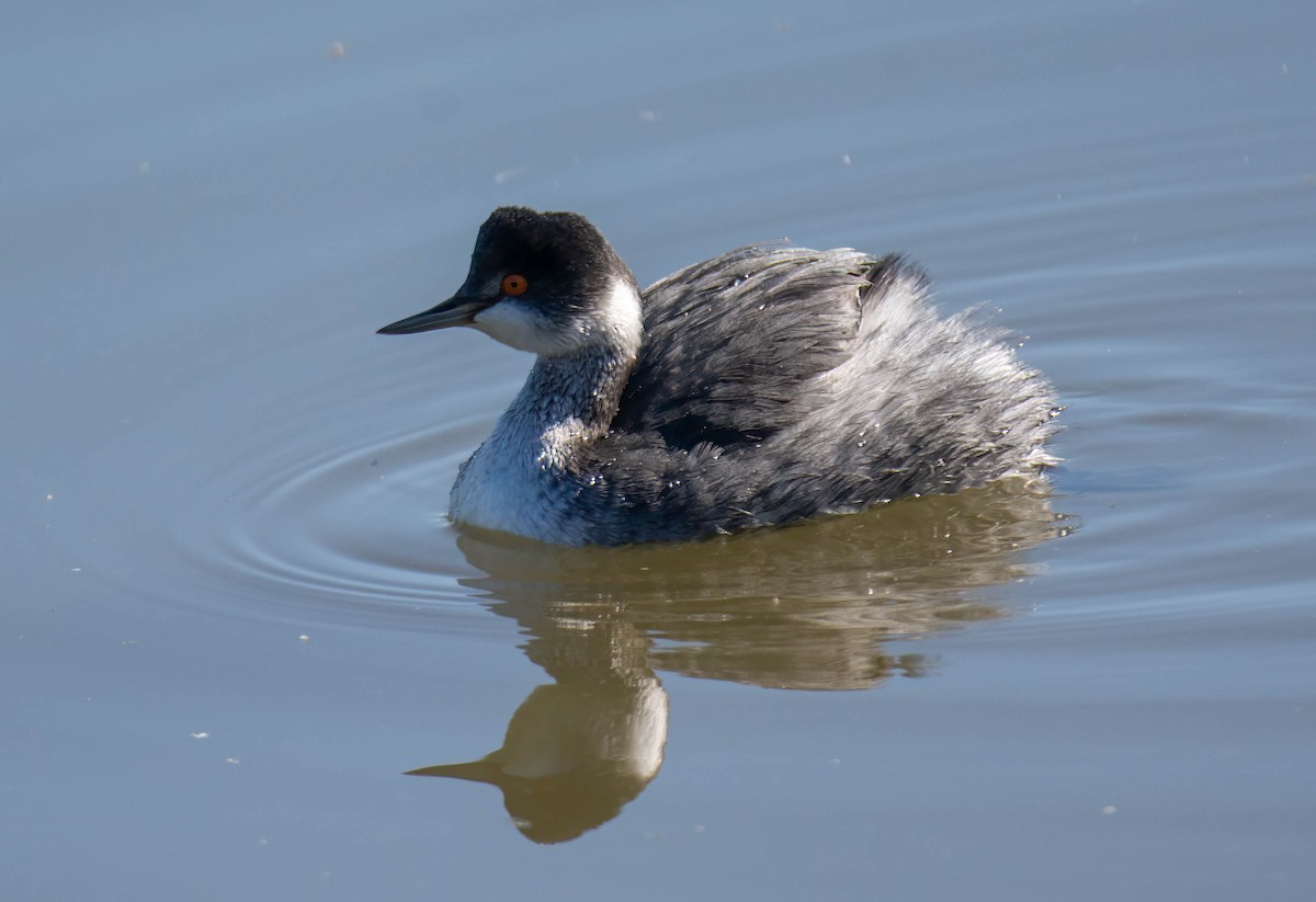 Eared Grebe - ML645754336