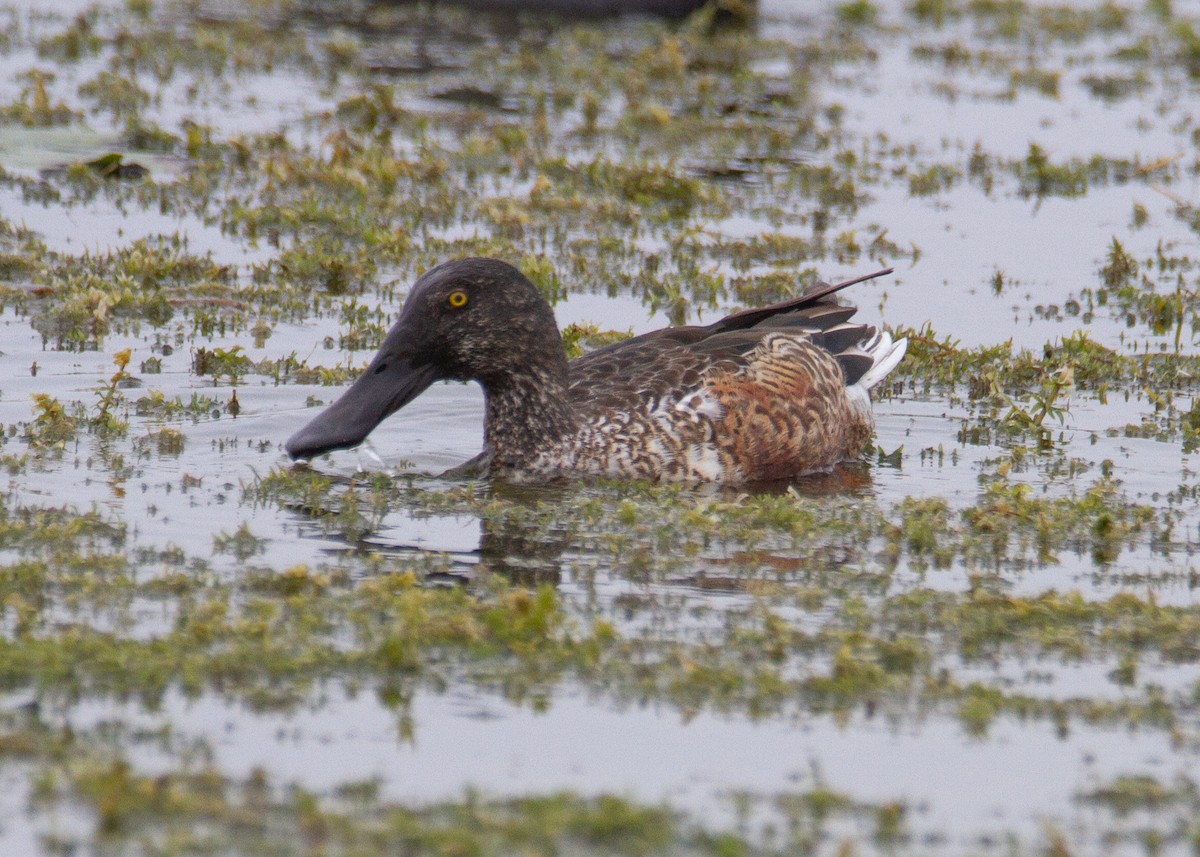 Northern Shoveler - ML645754339