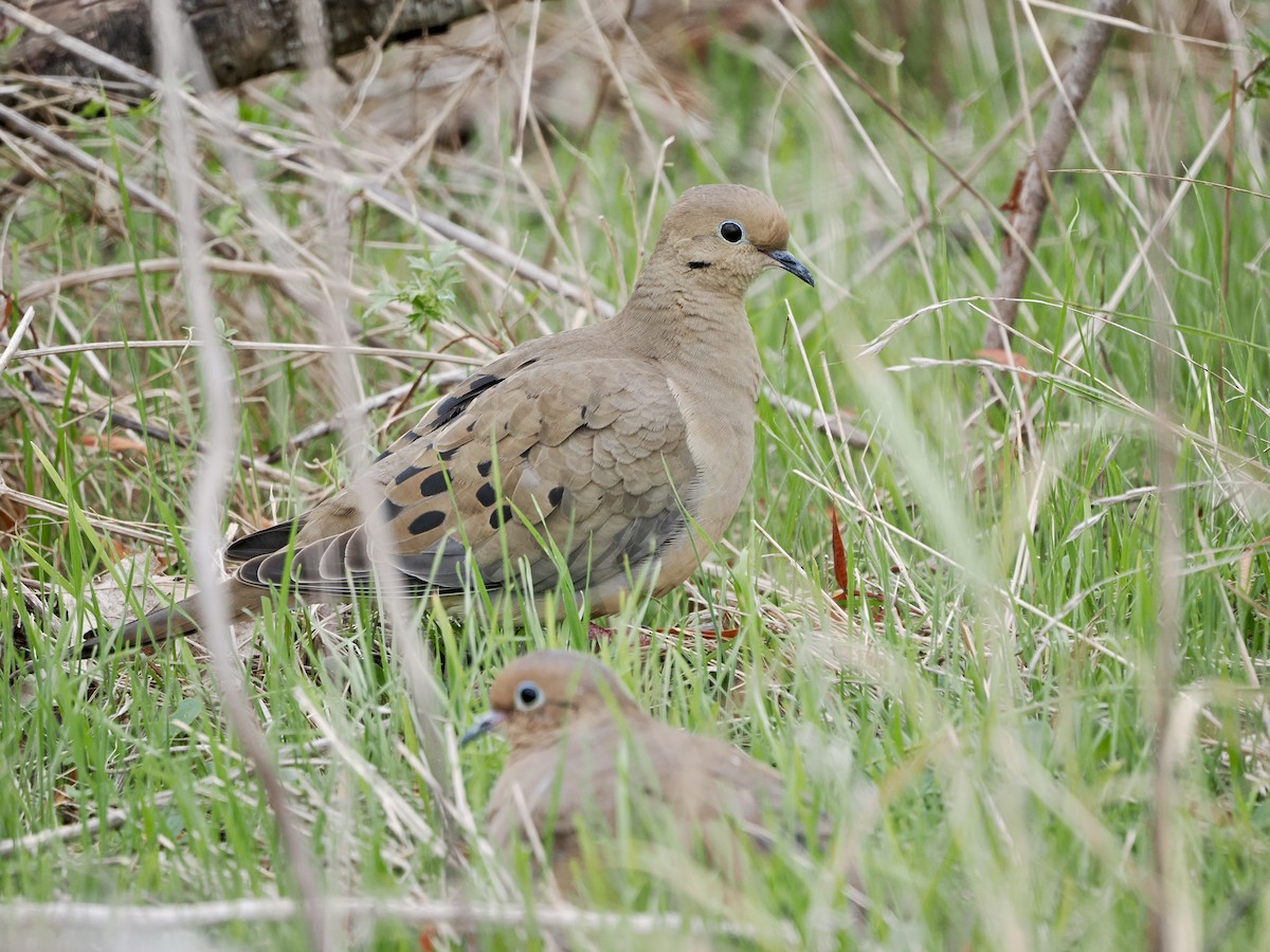 Mourning Dove - ML645754341